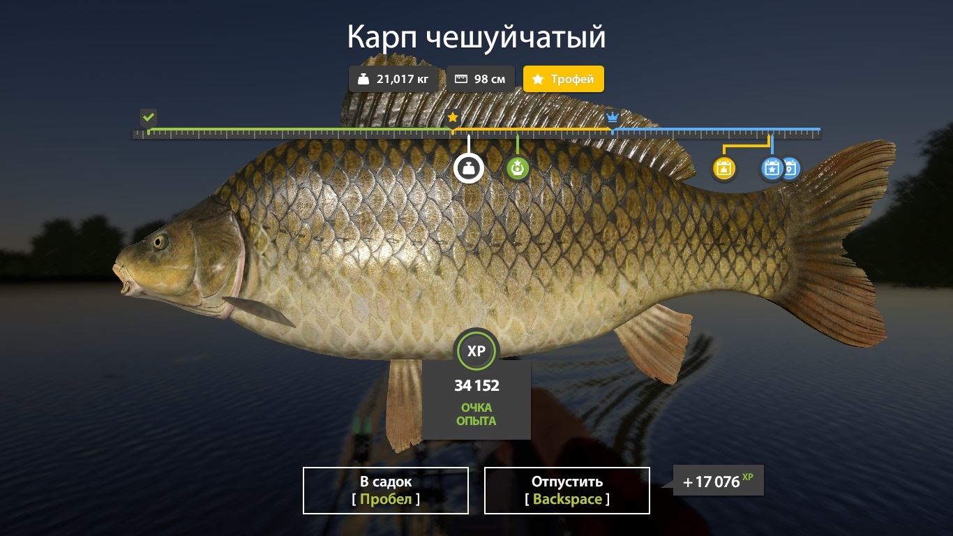 Улов (карп рамчатый, карп чешуйчатый) на #трофей_rf4map в RF4