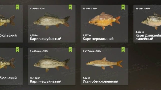 Фото точки