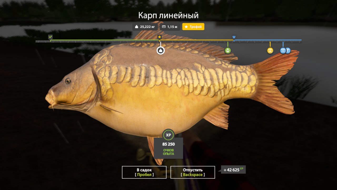 Улов (Карп линейный) на трофей в RF4