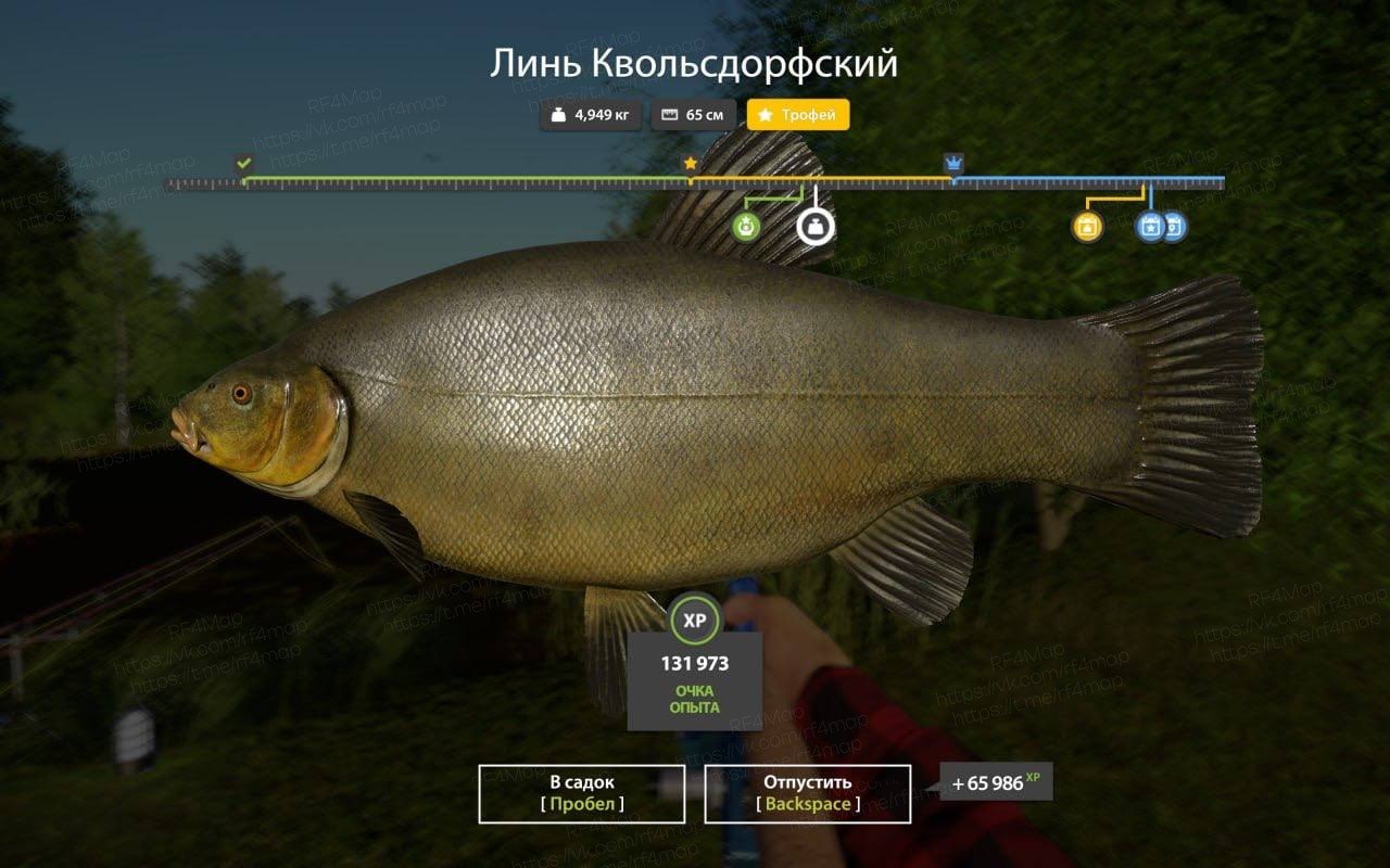 Улов (Линь Квольсдорфский) на трофей в RF4