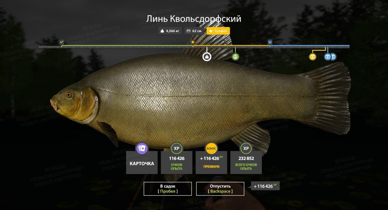 Улов (Линь Квольсдорфский) на трофей в RF4