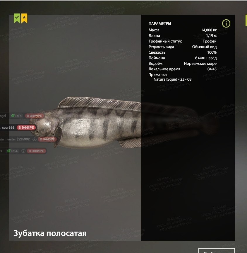 Улов (Зубатка полосатая) на трофей в RF4